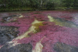 La Macarena, Caño Cristales