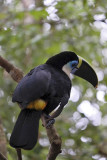 La Macarena, Toucan at Caño Piedras