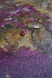La Macarena, Caño Piedras