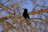 Kgalagadi Transfrontier Park