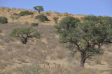 Kgalagadi Transfrontier Park