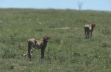 Masai Mara, Kenya