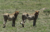 Masai Mara, Kenya