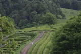 Tea Plantation, S. Miguel Island, Azores, Portugal