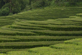 Tea Plantation, S. Miguel Island, Azores, Portugal