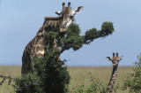 Masai Mara, Kenya