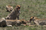 Masai Mara, Kenya