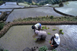 Banawe Rice Fields, Philippines