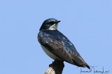Tree Swallow Ohio_Birding_May_201962.jpg