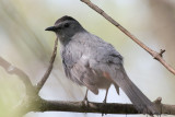 Ohio_Birding_May_201952.jpg