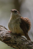 Ohio_Birding_May_201938.jpg