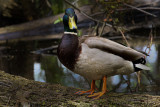 Ohio_Birding_May_201932.jpg