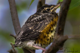 Ohio Birding May 2019-2212.jpg