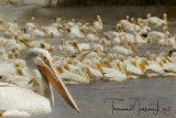 Pelicans at LSU.jpg