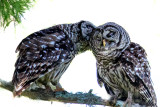 Intimacy with Owls