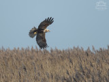 Norfolk - Holkham, Titchwell and Cley February 2019