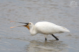 Waders, Herons and Egrets