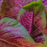 Red Amaranth 