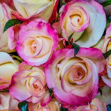 Double Delight Roses