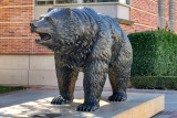UCLA Bruins Bear