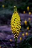 Foxtail Lily
