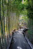 Bamboo 1