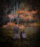 Caddo Lake, TX