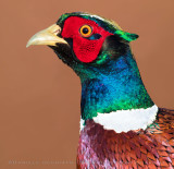 Ring-necked Pheasant (Phasianus colchicus)