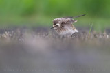 American Golden Plover (Pluvialis dominica)