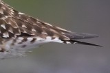 American Golden Plover (Pluvialis dominica)