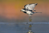 White Wagtail (Motacilla alba)