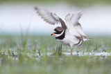 Common Ringed Plover (Charadrius hiaticula)