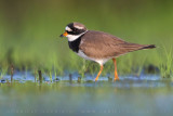 Common Ringed Plover (Charadrius hiaticula)