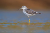 Greenshank (Tringa nebularia)