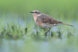 Water Pipit (Anthus spinoletta)