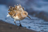 Sanderling (Calidris alba)