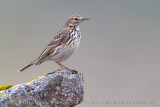 Meadow Pipit (Anthus pratensis)