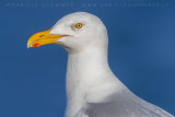 Glaucous Gull (Larus hyperboreus leuceretes)