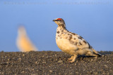 Ptarmigan (Lagopus mutus islandorum)