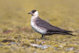 Arctic Skua (Stercoraruis parasiticus)