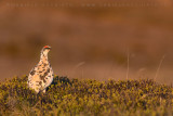 Ptarmigan (Lagopus mutus islandorum)