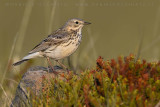 Meadow Pipit (Anthus pratensis)