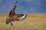 Great Skua (Catharacta skua)