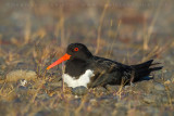 Eurasian Oystercatcher (Haematopus ostralegus)