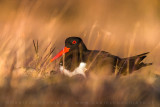 Eurasian Oystercatcher (Haematopus ostralegus)