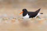 Eurasian Oystercatcher (Haematopus ostralegus)