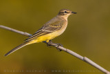 Yellow Wagtail (Motacilla flava ssp.)