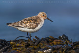 Sanderling (Calidris alba)