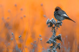 Black Redstart (Phoenicurus ochruros gibraltariensis)