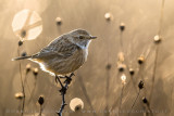 European Stonechat (Saxicola rubicola)